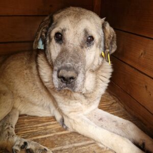 CHANDLER (♂) - RBB 07/24