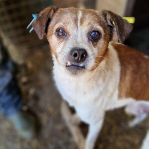 MICHEL (♂) - Opi mit schlechten Zähnen - ausgereist zum TST Rösrath