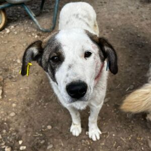 CALEO (♂) - hatte es im Kennel schwer - jetzt auf PDR PS im PLZ Bezirk 31- vermittelt