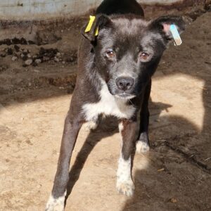 ALBERT (♂) - RBB 10/24