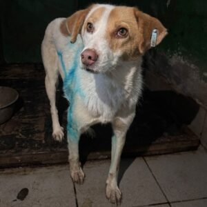 LIV (♀) - Notfall - Beissopfer