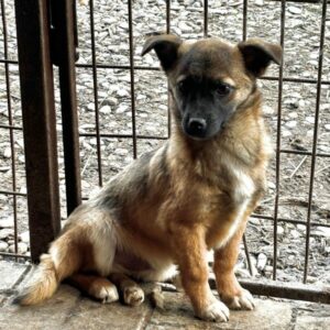 LENIA (LENIO) - ausgereist zur Schäferhundrettung e.V.