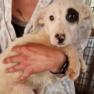 TIAM (♂) - vermittelt MD