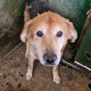 EDDIE (♂) - Notfall: hat resigniert - vermittelt LS