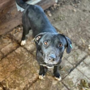 LOREENA (♀) - ausgereist zur Tierhilfe Lebenswert