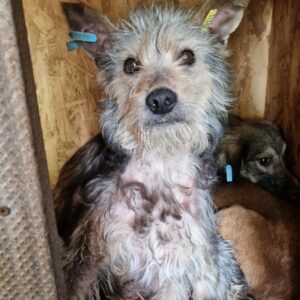 SWEA (♀) - auf PDR PS im PLZ Bezirk 18 - vermittelt