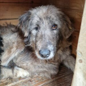 YURA (♀) - viel zu dünne Seniorin - rechtes Auge defekt - ausgereist auf PDR Gnadenplatzstelle - RBB 06/2025