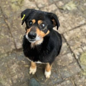 CHURRO (♂) - Notfall: erhöhter Augendruck links, sieht evtl. nicht mehr so gut, zu dünn - ausgereist zu Vierbeiner in Not