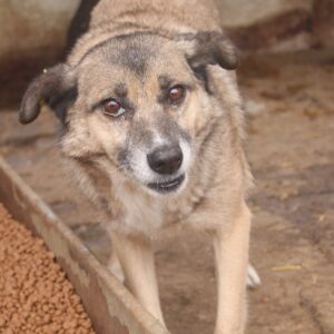 ROISIN (♀) - RBB 10/24