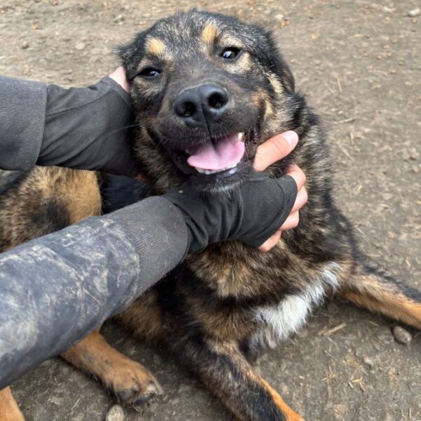 SANDOR (♂) – Bild 4