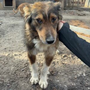 ROBERTA (♀) - völlig fertig, beginnende Hautprobleme - ausgereist zum TST Rösrath