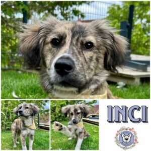 INCI (♀) in 97922 Lauda-Königshofen - vermittelt