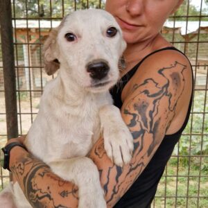 BAYLAN (♂) - auf PS im PLZ Bereich 99