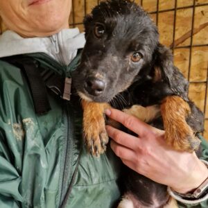 CATIE (♀) - Notfall: Kopfschiefhaltung, viel zu dünn - vermittelt MD