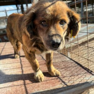 FRANKY (♂) - ausgereist zum TST Rösrath