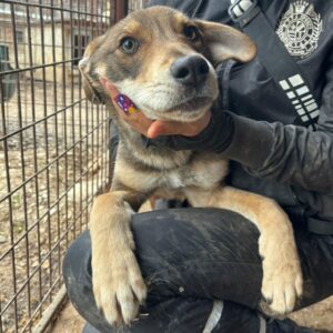 ELVIS (♂) - reserviert Tierhilfe Lebenswert DR - vermittelt