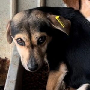 SPUTNIK (♂) - RBB 05/24