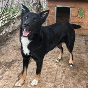 CARL (♂) - vermittelt MH