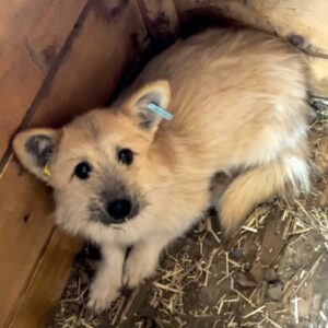 YARON (♂) - ausgereist zu TINO