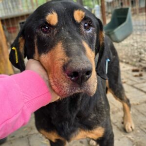 WALDI (♂) - Notfall - Mobbingopfer, sucht Schutz bei Menschen - vermittelt Manuela