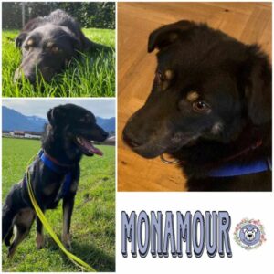 MONAMOUR (♀) in 83064 Raubling - vermittelt