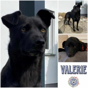 VALERIE (♀) in 89275 Elchingen - vermittelt