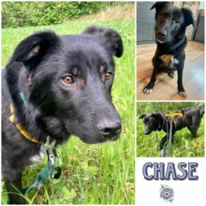 CHASE (♂) in 91054 Erlangen - vermittelt