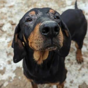 LOUISE (♀) - viel zu dünn - reserviert KM vermittelt