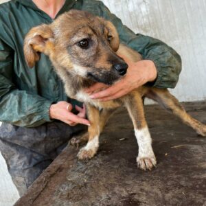 ENZA (♀) - sollte zeitnah ausreisen - ausgereist zum TH Gifhorn