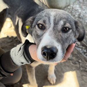 ROSEMARY (♀) - zu dünn - ausgereist zum TST