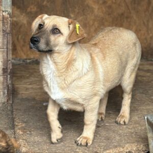 NELI (♀) - ausgereist zu TINO