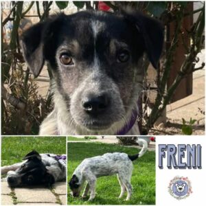 FRENI (♀) in 95466 Weidenberg - vermittelt