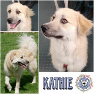 KATHIE (♀) in 21493 Möhnsen - vermittelt