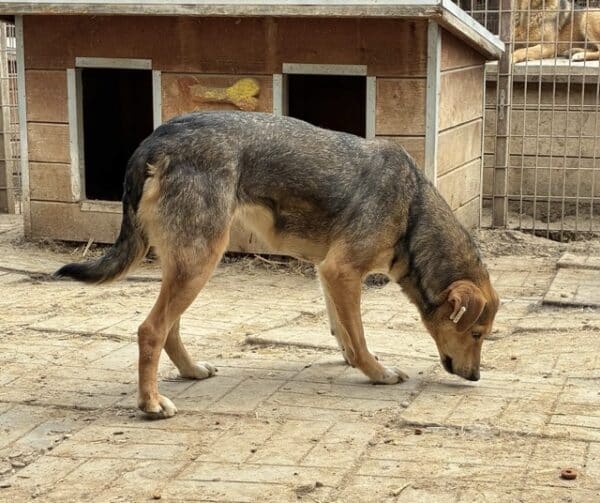 SIELA (♀) – Bild 9