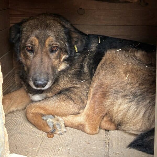 BOMBAX (♂) – Bild 4