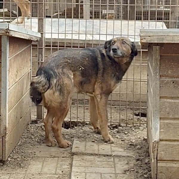 BOMBAX (♂) – Bild 2