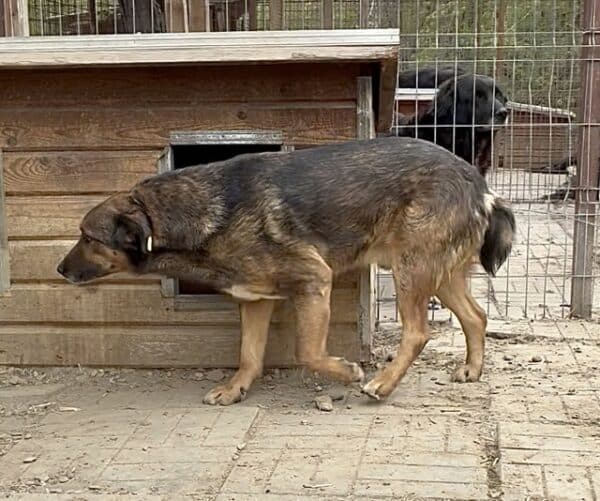 BOMBAX (♂) – Bild 3