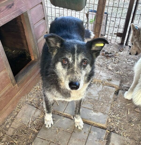 BOMMEL (♂) – Bild 3