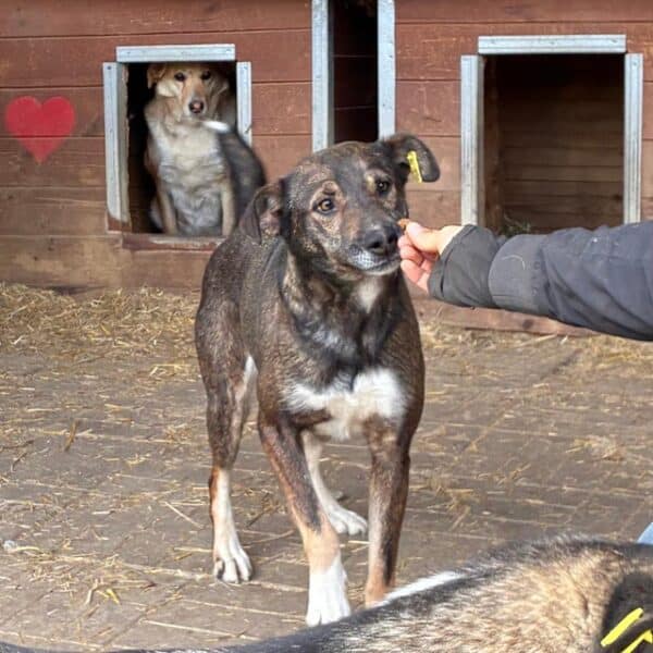JACINTA (♀) – Bild 7