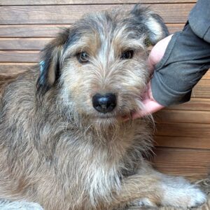 SASCHA (♀) - seit 2023 im Shelter