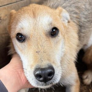 MIRONAS (♂) - sollte dringend ausreisen, bereits unsicher!