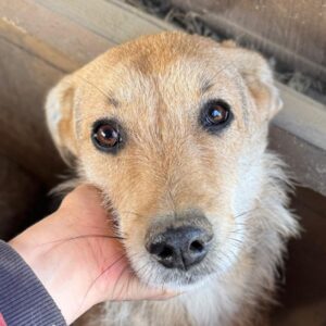 MAITI (♀) - sollte zeitnah ausreisen, wird unsicher!