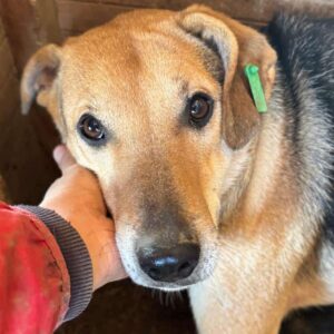 SHANNON (♀) - sollte dringend ausreisen - bereits unsicher!