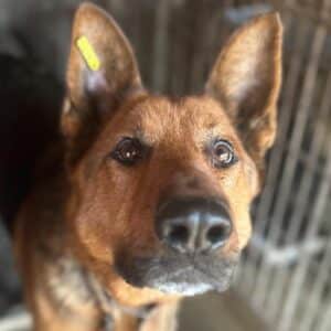 CLINT (♂) - vermittelt Manuela