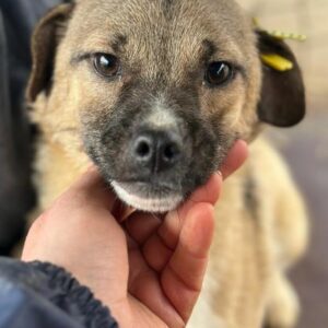 SUCI (♀) - vermittelt LS