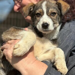 STACY (♀) - auf PDR PS im PLZ Bezirk 21 - vermittelt