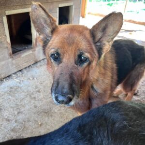 MATHILDE (♀) - Notfall: viel zu dünn, Mobbingopfer, wurde schwer gebissen - ausgereist zum TH Iserlohn