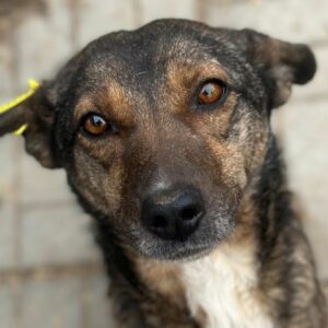 PUTZI (♀)  Notfall: Mobbingopfer, völlig abgemagert - vermittelt MD