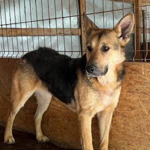 WILMA (♀) - vermittelt NadineH