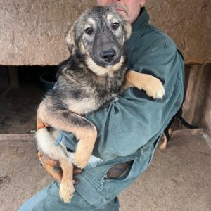 KIRIMA (♀) - ausgereist zur Hundescheune Fläming